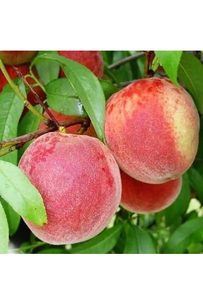 Стиглі персики ‘Фреш Вайт’ на гілці наприкінці червня